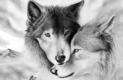 Скачать обои волк, волки, животные, лето бесплатно для рабочего стола в  разрешении 5760x3840 — картинка №655037