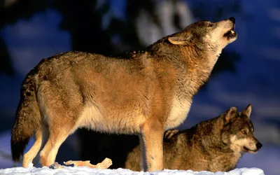 Обои на монитор | Животные | Животное, хищник, волк, Полярный, белый
