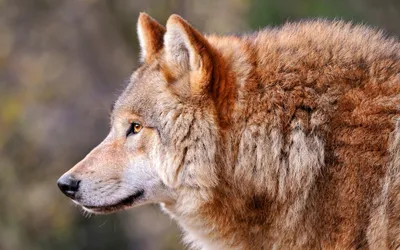 Животные - волки, волк, волчица - для рабочего стола - 2 волка - животные  обои 1600x1200.