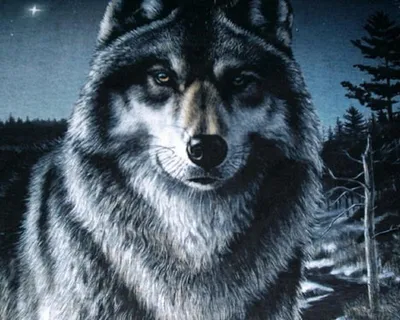 Обои Волк, Wolf, black, 4K, Животные #19544