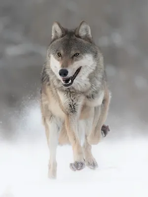 Создать мем \"обои неоновые животные, волки крутые, неоновый волк на рабочий  стол\" - Картинки - Meme-arsenal.com