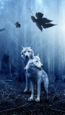Обои на телефон волки, хищники, лес, фотошоп - скачать бесплатно в высоком  качестве из категории \"Животные\"