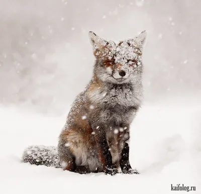 Животные зимой - 75 фото
