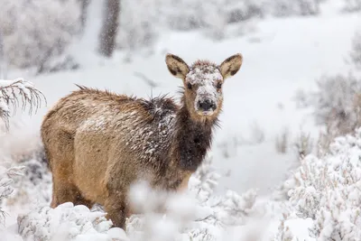 15 забавных и очаровательных животных, которые умеют наслаждаться зимой