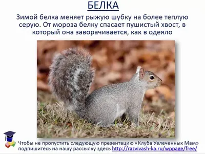 Животные зимой нуждаются в тепле и еде | РБК Украина