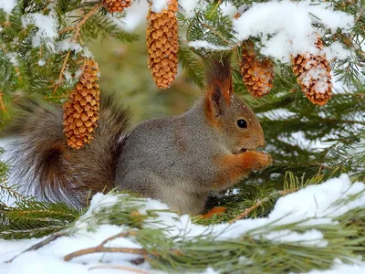 Зима и для животных – непростое время — Объединённая дирекция заповедника  «Саяно-Шушенский» и национального парка «Шушенский бор»
