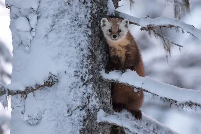 20 удивительных животных, которые появлялись в Чернобыле зимой – фото