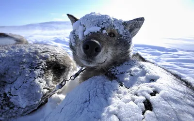 фото лесных животных зимой: 10 тыс изображений найдено в Яндекс.Картинках |  Winter animals, Animals wild, Pet birds