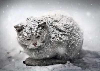 Как зимой подкармливают диких животных – Объектив Восток