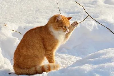 rgdb.ru - Эколекция «Приметы зимы: как растения и животные в лесу  переживают зиму»