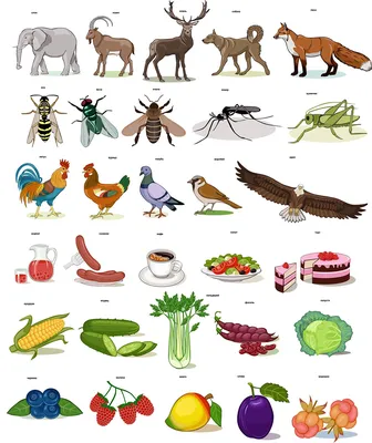 Животные, насекомые, птицы, еда, овощи, фрукты в стиле Другое на