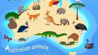 Животные Европы- карточки Монтессори география купить и скачать