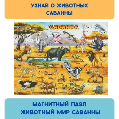 НАЧАЛЬНИЦЫ: Животный мир России