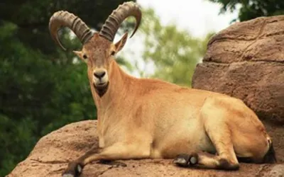 Какие животные живут в ЮАР? Животный мир (фауна) Южной Африки на  Сафари-Занзибари
