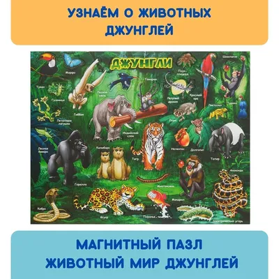 Животный мир Севера» — Детский сад №25 города Ставрополя
