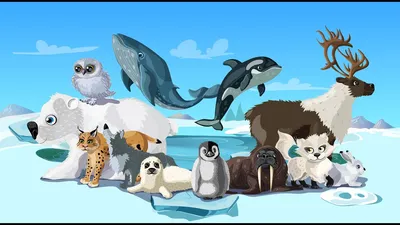 Скачать - Антарктики, Антарктика, флоры и фауны карта, плоские элементы.  Аним — стоковая иллюстраци… | Antarctica, Arctic animals preschool, Arctic  animals for kids