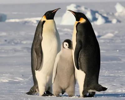 Животные Антарктиды 🌟 Виды, список, названия, описание, фото и видео -  Научно-популярный журнал: «Как и Почему»