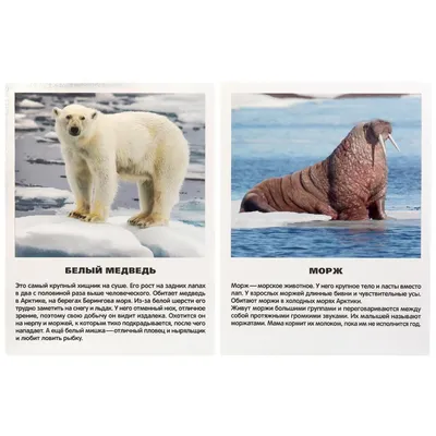 Набор заготовок из фетра Животные Антарктиды купить по цене 59.50 грн в  магазине рукоделия 100 идей