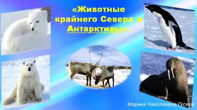 Животные Антарктиды, Ксения Павловская. Купить книгу за 242 руб.