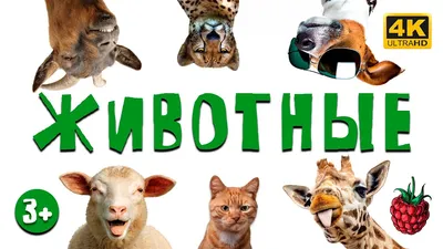 Чернышковский муниципальный район Волгоградской области - В чём польза  домашних животных для детей?