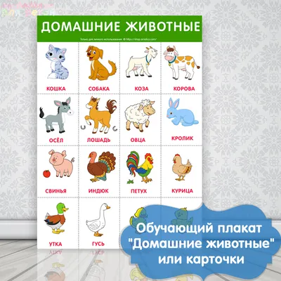 Цветные картинки и фото домашних животных для детей дошкольного возраста