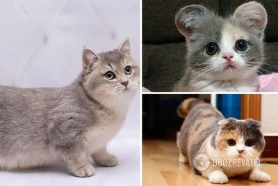 Картинки Котята кошка рыжий котенок с открытым ртом Животные