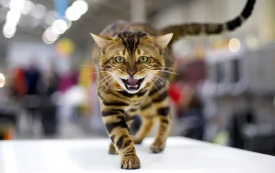 Линька у котов: что делать если кошка сильно линяет | Royal Canin UA