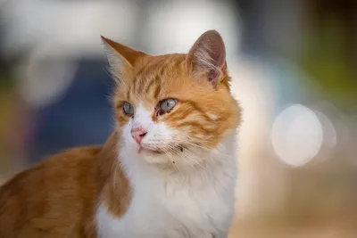 Инструкция по спасению котят: что делать с найденным на улице бездомным  животным - Агентство социальной информации