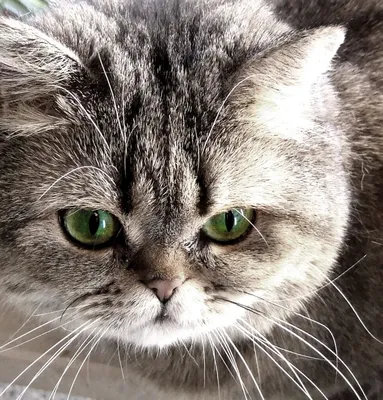 Вытянуть с того света: как центр \"Старый кот\" спасает сотни кошачьих жизней  - 31.01.2023, Sputnik Беларусь