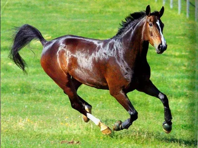 Подборка интересных и необычных фактов о лошадях