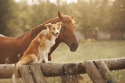 Horse. Лошадь. PNG. | Лошади, Рисунки животных, Животные