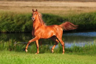 25 интересных фактов о лошадях