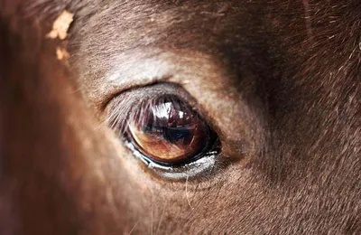 Лошади: 8 интересных фактов о животных, которые могут напугать даже бывалых  всадников» — создано в Шедевруме