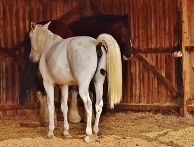Наиболее часто встречающиеся болезни животных. Лошади. | Государственная  ветеринарная служба Чувашской Республики
