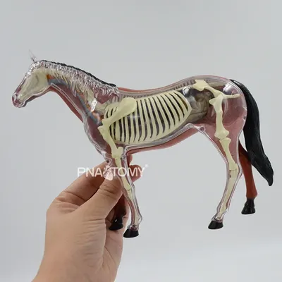 Фигурка животного Collecta Лошадь Якутский жеребец серого цвета купить по  цене 788 ₽ в интернет-магазине Детский мир