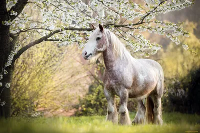 История лошади Черри. Почему смерть животного в парке Валя Морилор вызвала  такой резонанс - NewsMaker