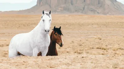 Силуэт Лошади Животных — стоковая векторная графика и другие изображения на  тему Лошадь - Лошадь, Bucking Bronco, Sprint - iStock