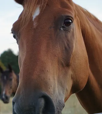 Мыт – инфекционная болезнь лошадей: диагностика и лечение