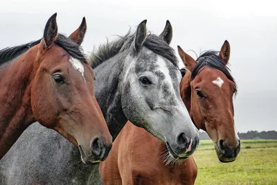 Загадочная лошадь: Удивительный факт о красавицах среди животных |  Вселенная животных | Дзен