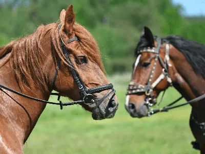 ⭐Самые красивые породы лошадей!🐎 | ⭐Красота спасет мир!⭐ | Дзен