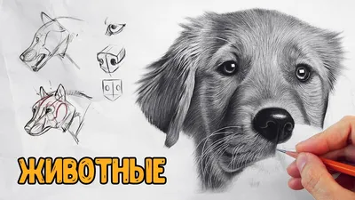Как поэтапно нарисовать экзотических животных. Часть 2 | Risovashki.TV -  Дети и Родители | Дзен