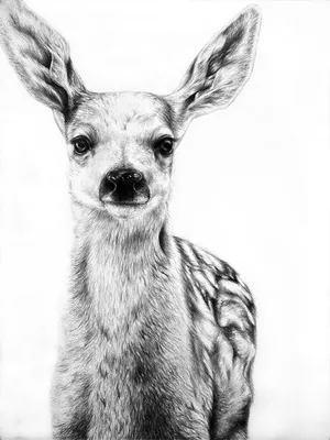 Пол Лунг (Paul Lung) и его рисунки животных карандашом (21 фото) » Картины,  художники, фотографы на Nevsepic