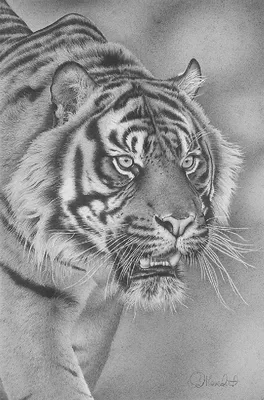 Рисунки для срисовки карандашом животные из мультиков - 75 фото