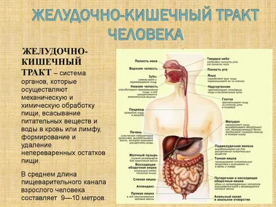 Стресс и болезни ЖКТ