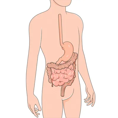 Анатомия желудочно-кишечного тракта для образования | Бесплатно векторы