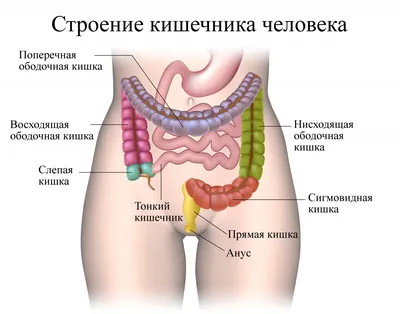 Желудочно-кишечный тракт человека - презентация онлайн