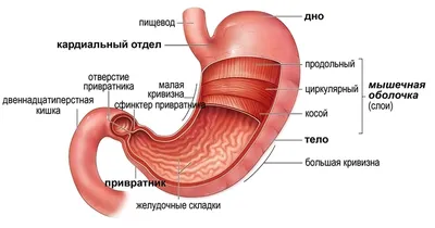 Плакат медицинский Желудочно-кишечный тракт купить по низкой цене в  интернет-магазине МедикоСнаб