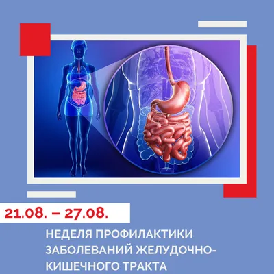 Большое и небольшое Intestineisolated на белом Человеческая анатомия  пищеварительной системы Желудочно-кишечный тракт Иллюстрация штока -  иллюстрации насчитывающей кишечно, кишечник: 147364409