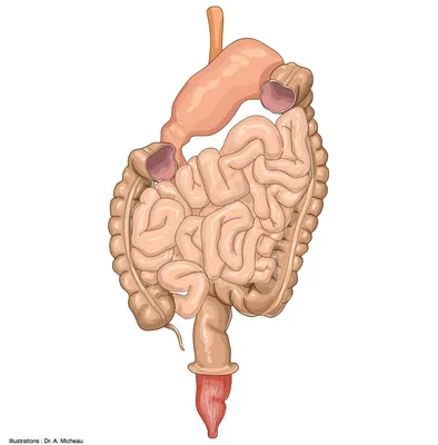Желудочнокишечный Тракт — стоковые фотографии и другие картинки 2015 -  2015, Анатомия, Внутренний орган человека - iStock