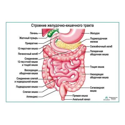 Строение желудочно-кишечного тракта, плакат глянцевый А1+/А2+ › Купить  оптом и в розницу › Цена от завода